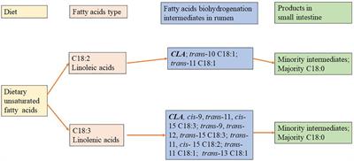 Producing natural functional and low-carbon milk by regulating the diet of the cattle—The fatty acid associated rumen fermentation, biohydrogenation, and microorganism response
